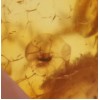 Dzintara kulons medus krāsā ar insekta iedzintarojumu 
